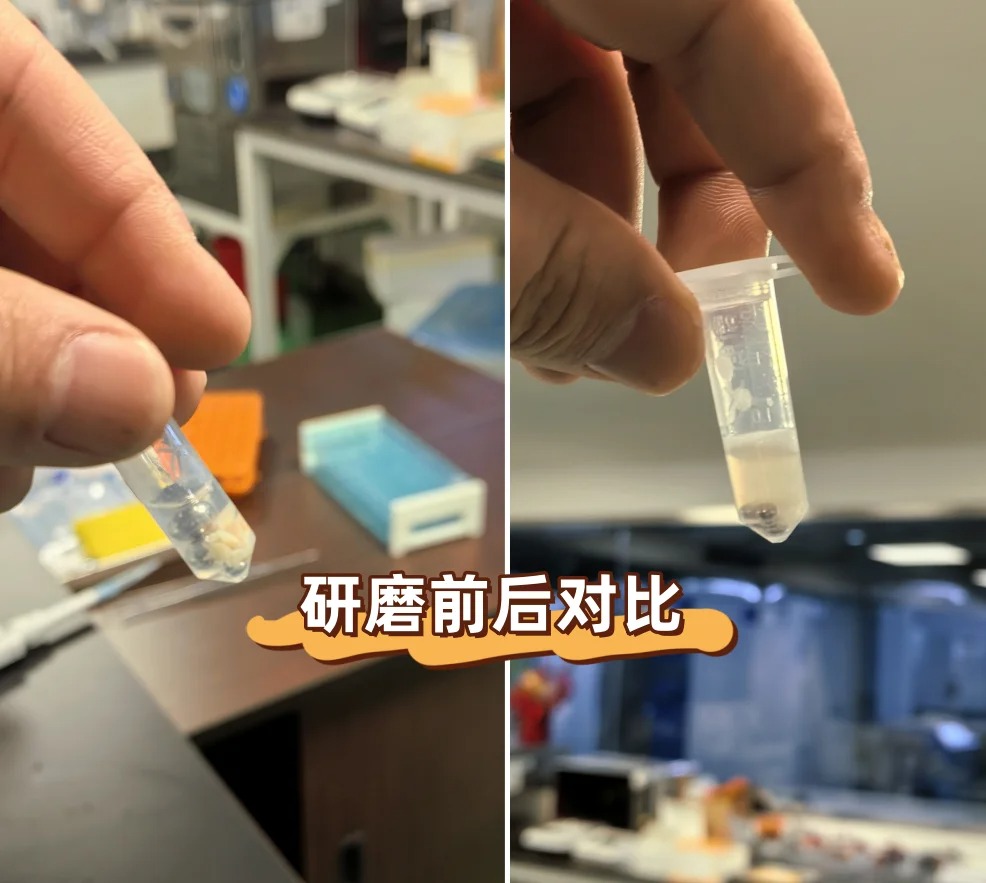 人體腎臟組織研磨實(shí)驗(yàn)效果圖