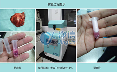 腫瘤組織研磨采用多樣品組織研磨機進行其實驗效果如何？